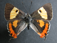 Pseudalmenus chlorinda zephyrus - Adult